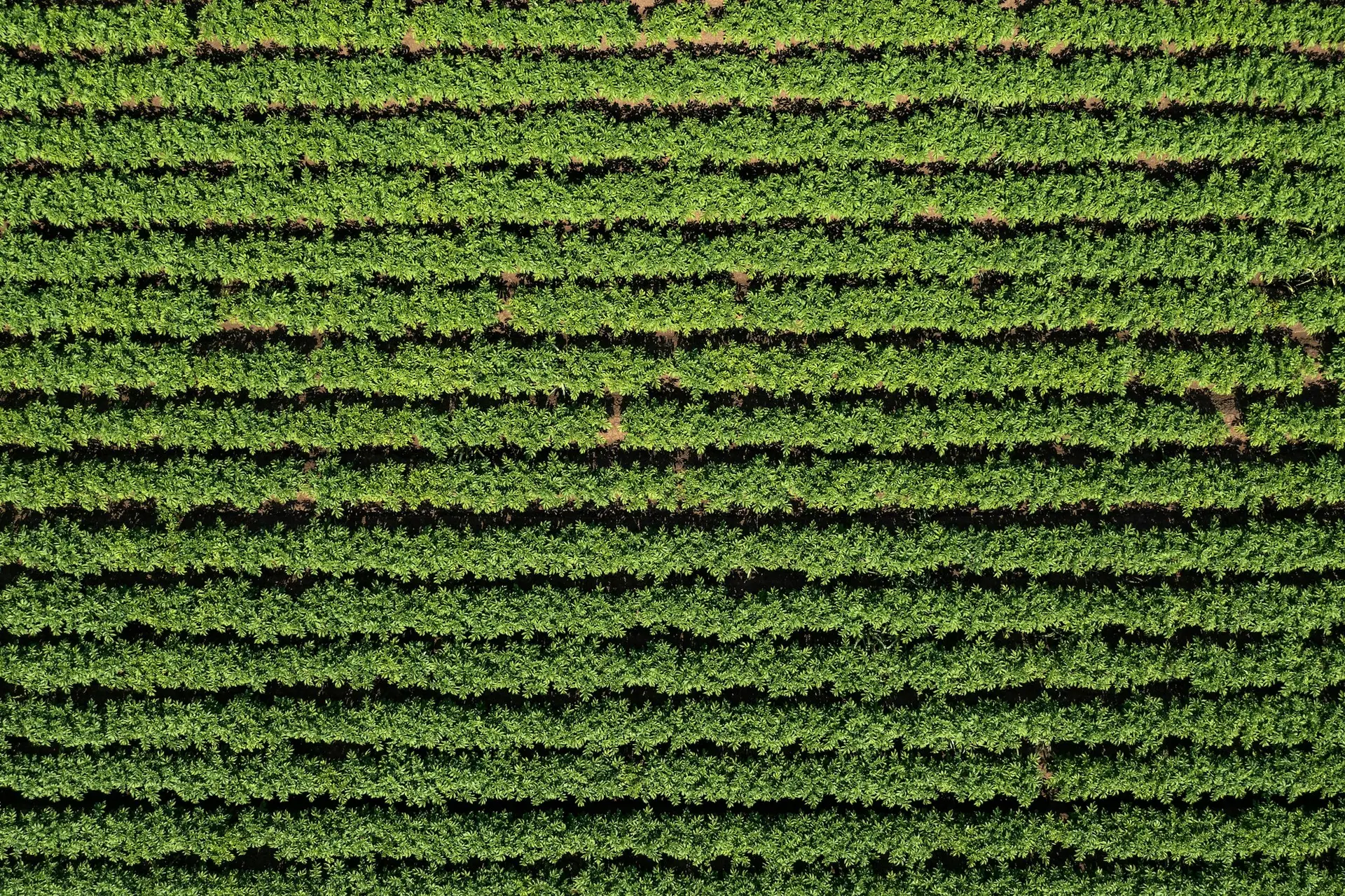 Aerial shot of potato plantation from drone pov, directly above